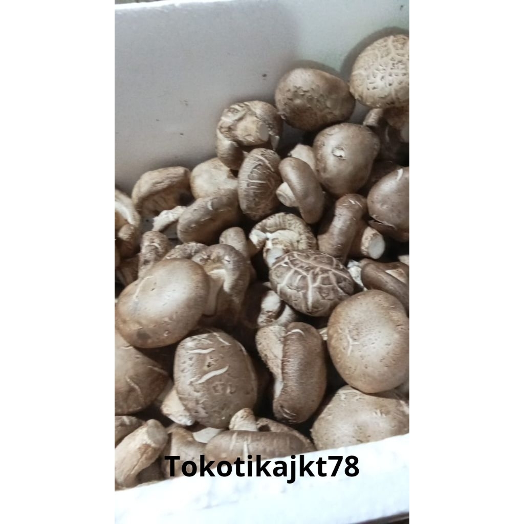 

JAMUR SHITAKE FRESH 1 KG