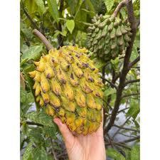 Tanaman Srikaya Biriba Okulasi