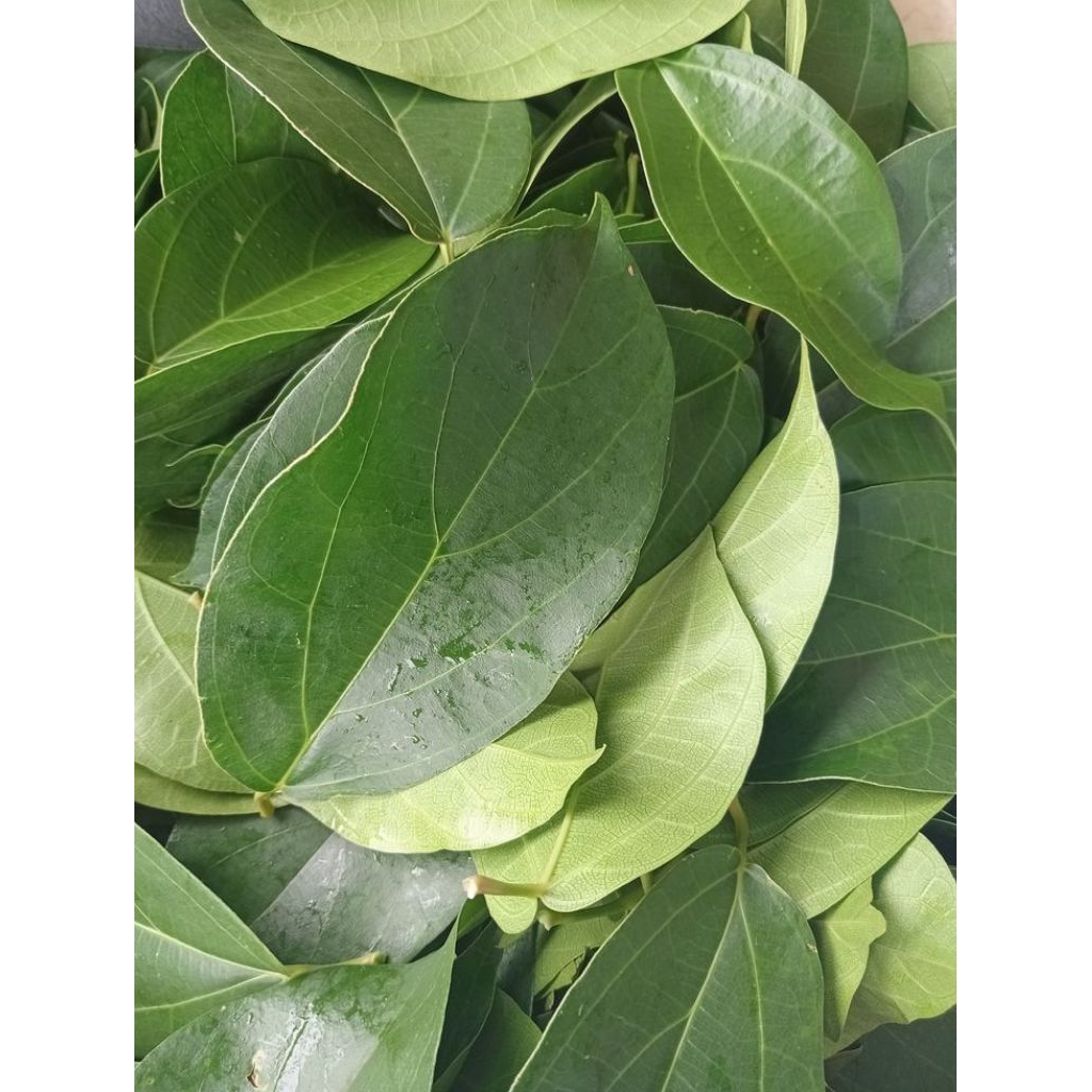 

Daun cincau hijau segar baru petik 100 gram