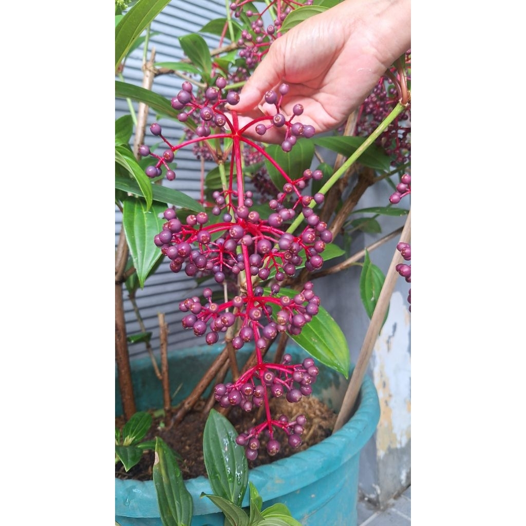 

Buah Prijoto