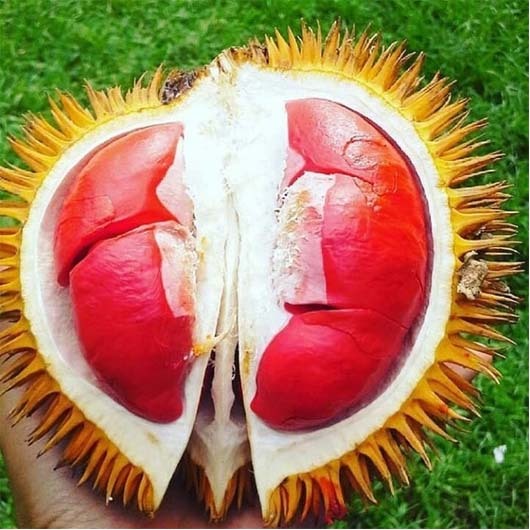 BIBIT DURIAN MERAH UNGGUL / Bibit Durian okulasi
