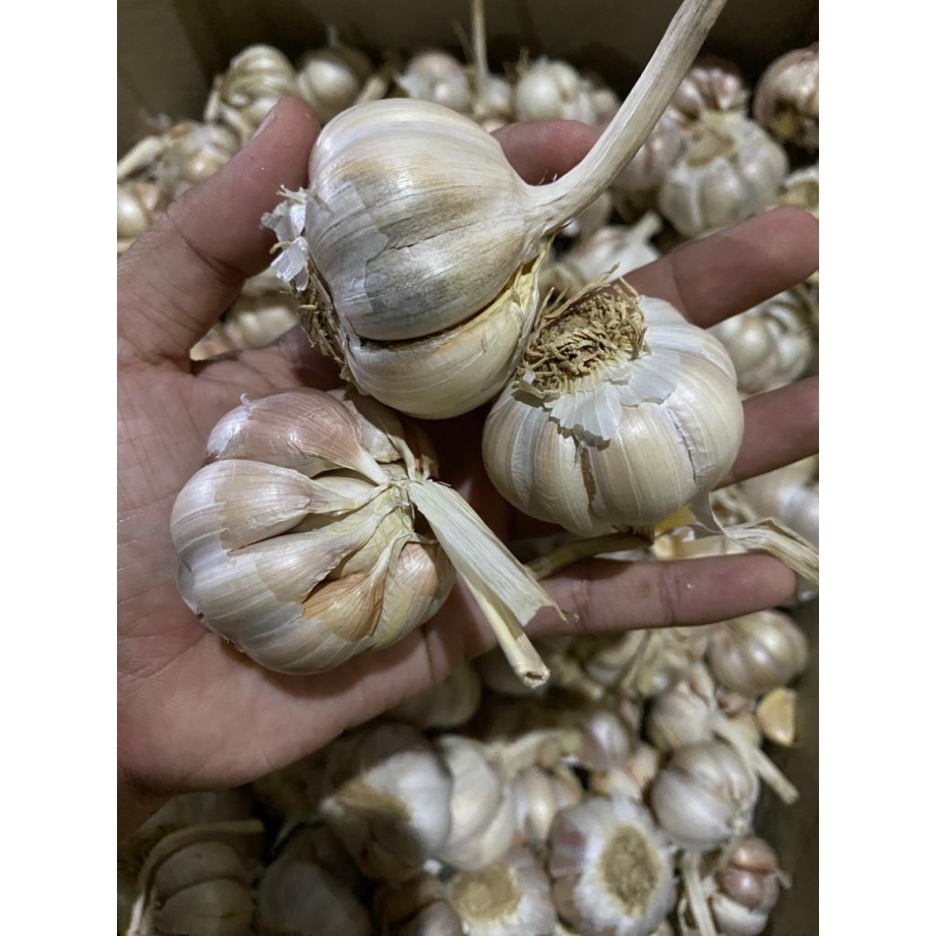 

BAWANG PUTIH BAWANG BUMBU BAWANG BAGUS BAWANG KERING BUMBU DAPUR 1KG