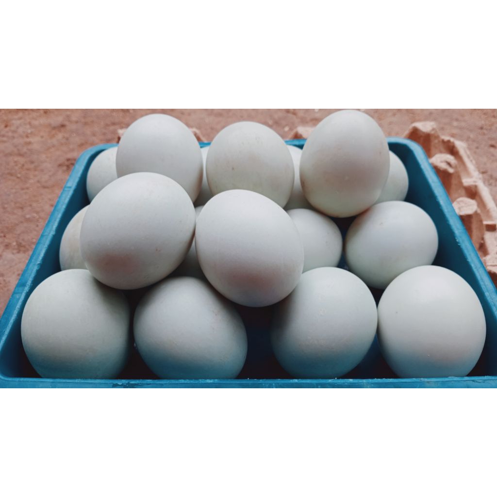 

Telur bebek Omega size C