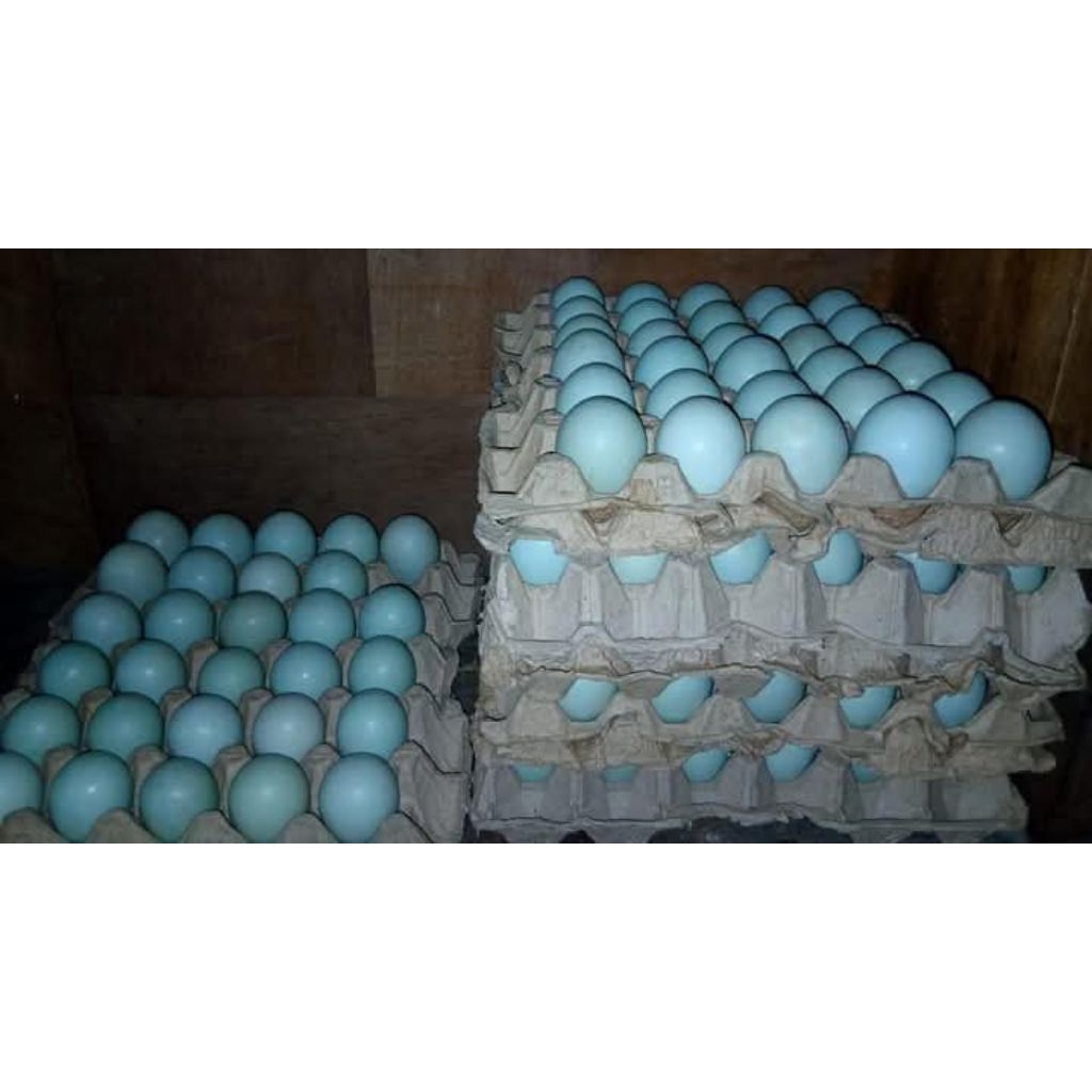 

Telur bebek Omega ukuran A