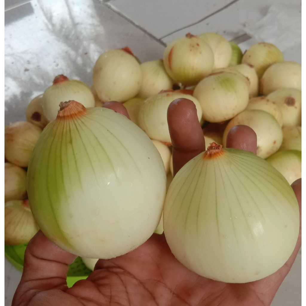 

BAWANG BOMBAY KUPAS Rp 15.000 / 500 gr