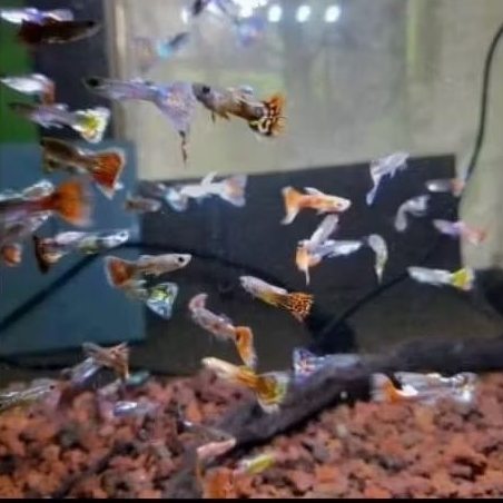 paket ikan guppy cendolan 20 ekor