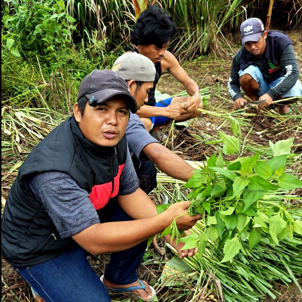 

Daun BALAKACIDA / JATONG Tanaman HERBAL ALAMI Untuk KESEHATAN