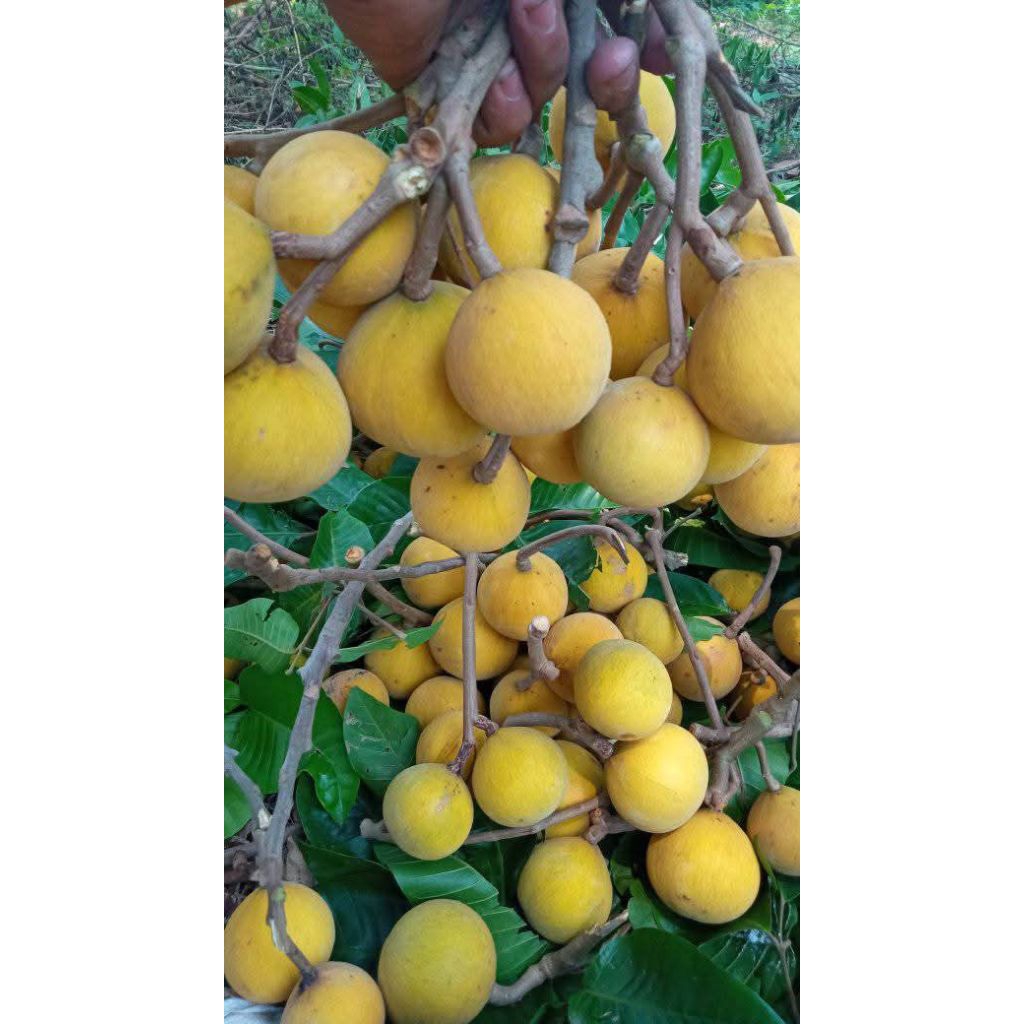 

Buah kecapi Fresh 1kg