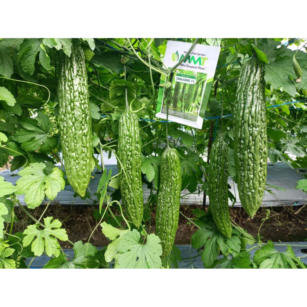 paria Tanjung 11 mmt