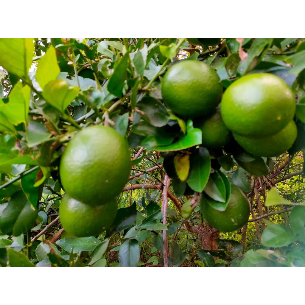 

JERUK LEMON CALIFORNIA HIJAU ( Buah sudah tua)1 KG & JERUK PERAS WEDANG