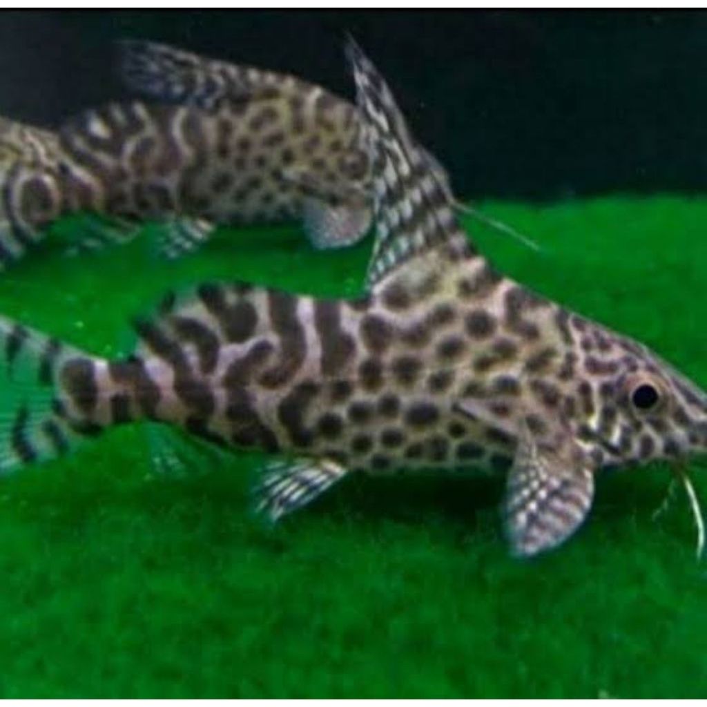 

Stiker synodentis hiasan