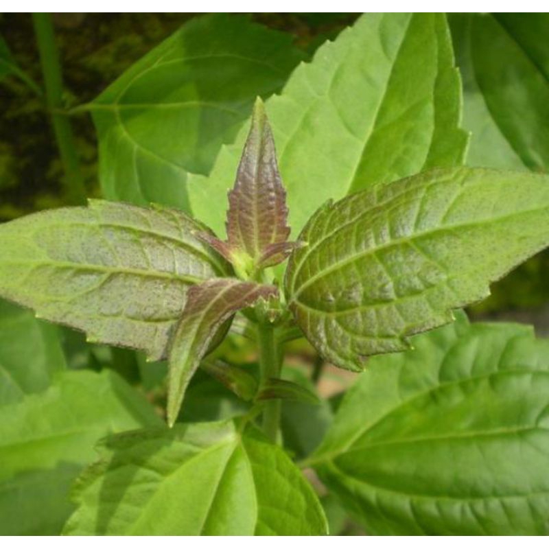 

DAUN BALAKACIDA BERMANFAAT BAGI PENGOBATAN HERBAL ALAMI