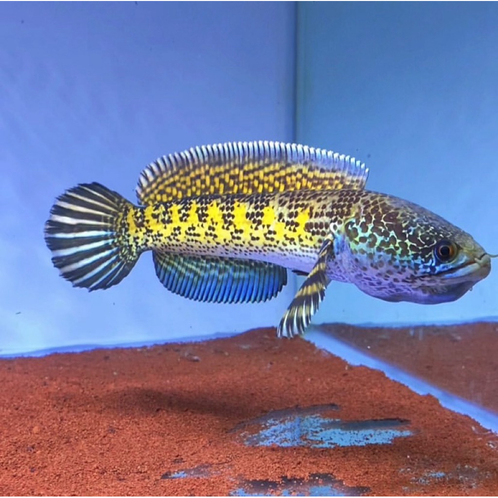 Auranti baby 3-4 cm grade A (lincah makan pelet)