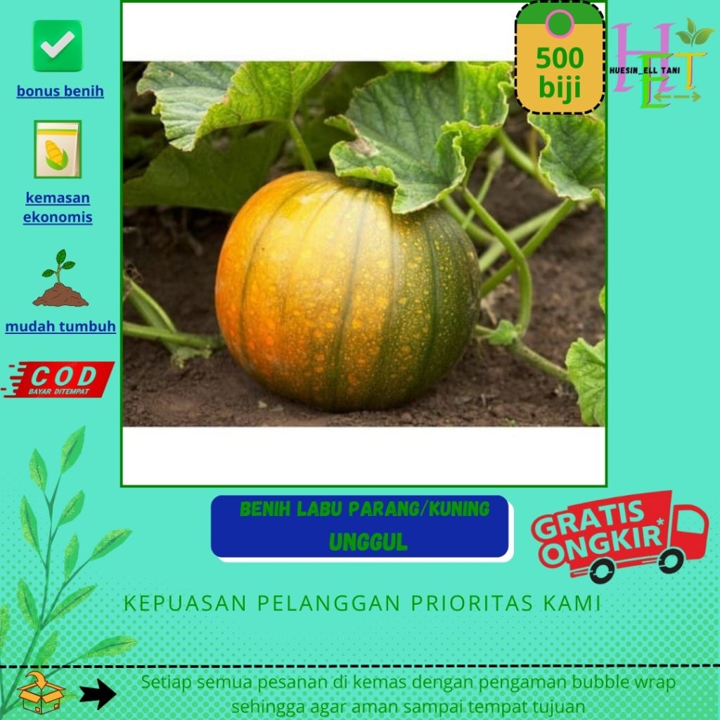 500 biji benih labu kuning/ labu parang
