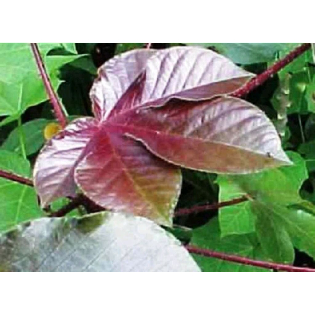 

daunjarak wulung 35rb perkilo