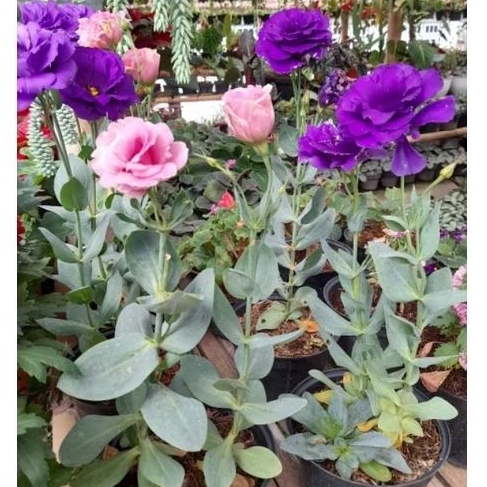 Tanaman Bunga Lisianthus / Mawar Tanpa Duri / Eustoma Grandiflorum