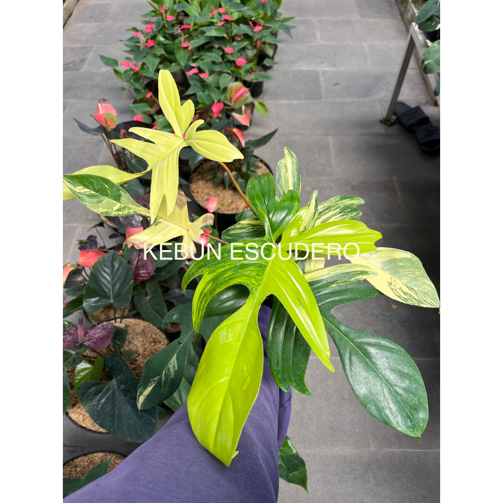 Tanaman Philodendron Florida Beauty Varigata - Flobe Varigata - Tanaman Hias Flobe