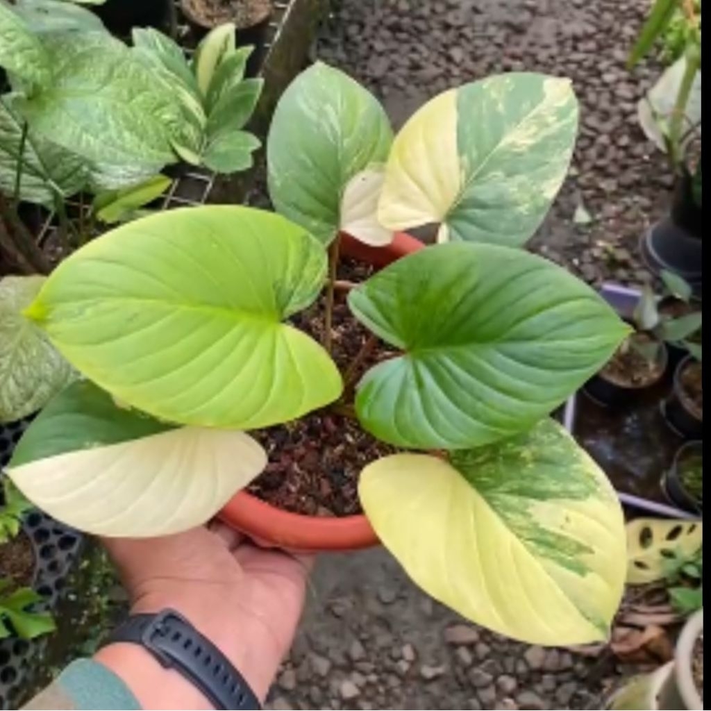 Tanaman Hias Homalomena Rubescent Varigata/Homa Varigata