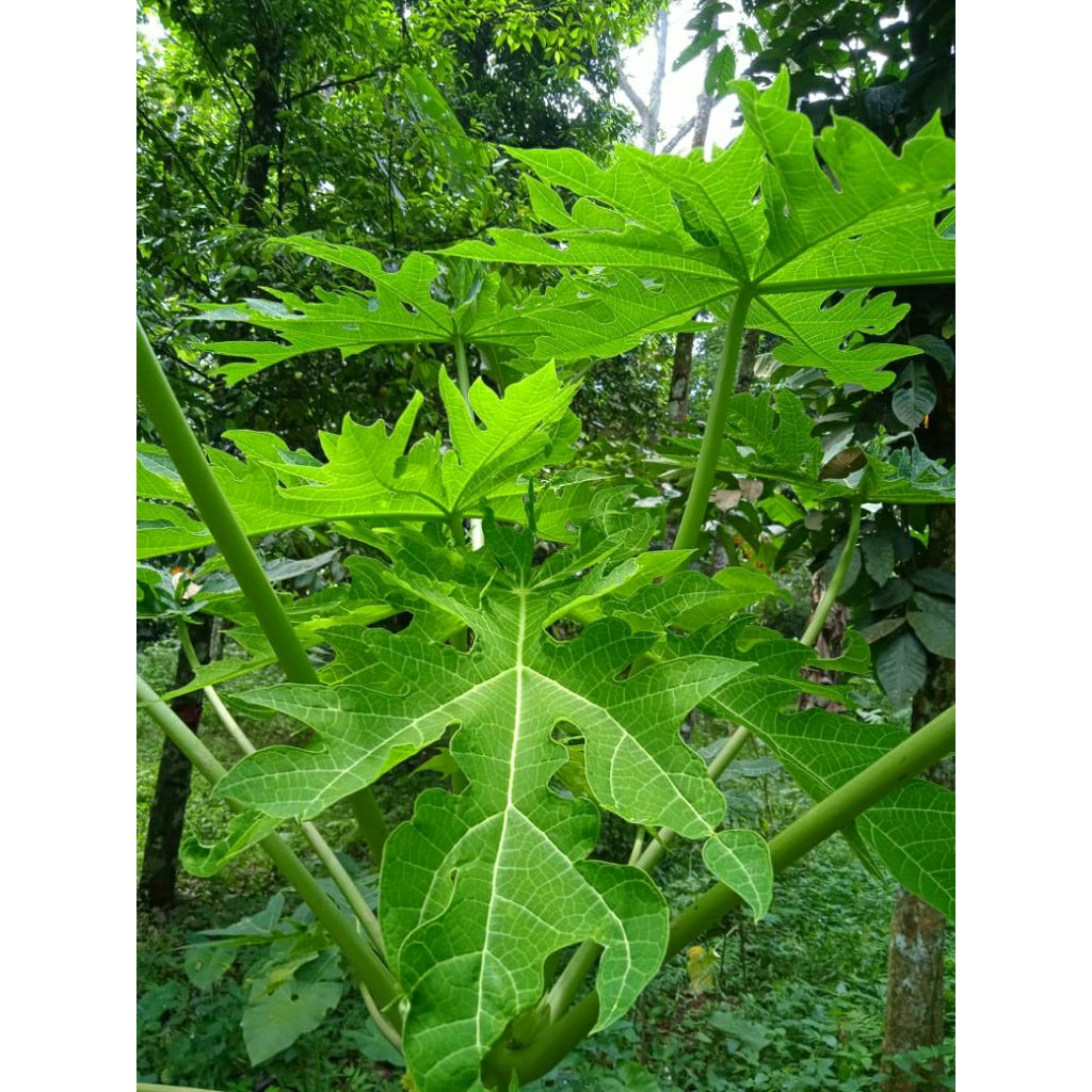 

Daun pepaya fress 500gram