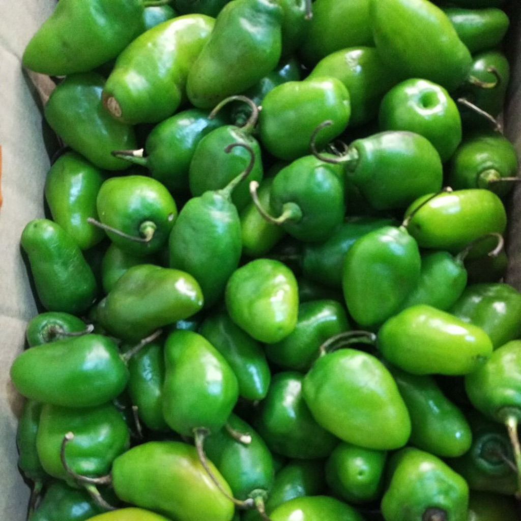 

Cabe gembor atau cabe gendot harga bervariasi