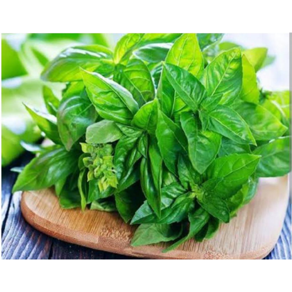 

Daun kemangi segar