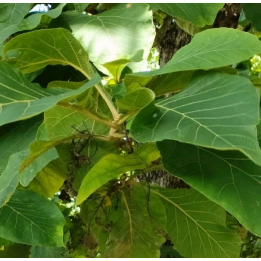 

daun jati lebar. perkilo