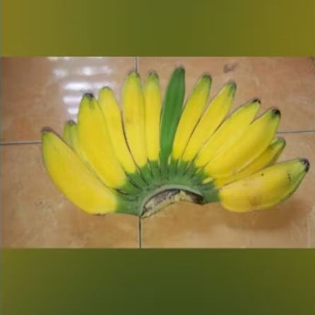 

Pisang kepok manis 1 kg