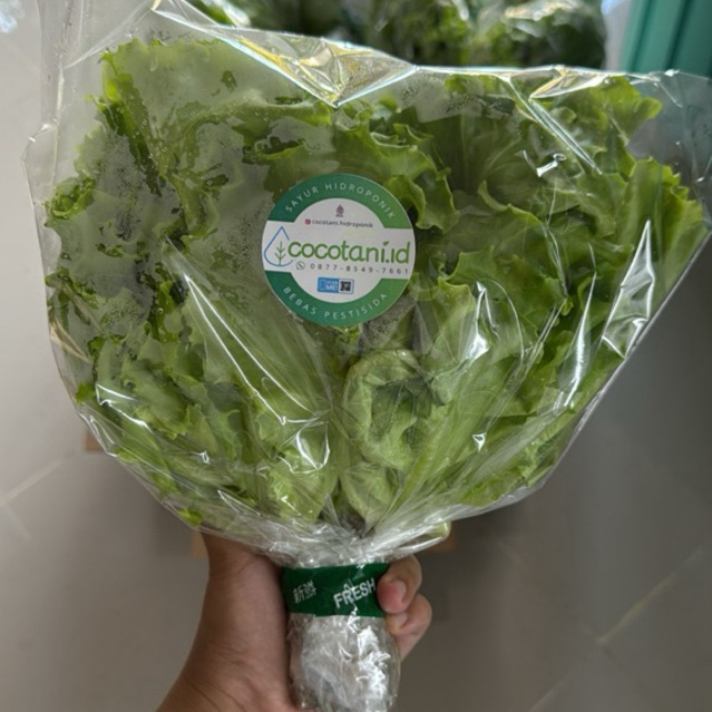 

Selada Hidroponik 250 gr