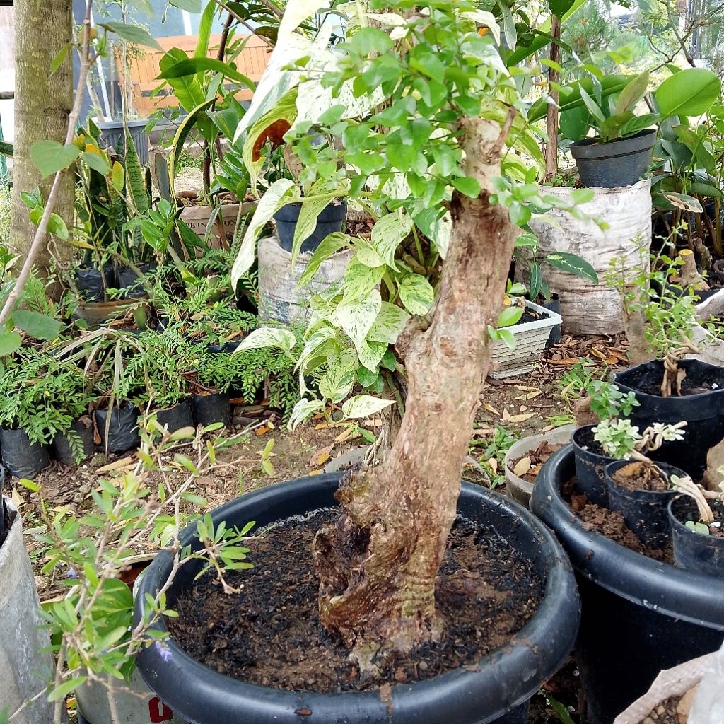 Bahan bonsai rukem saratan
