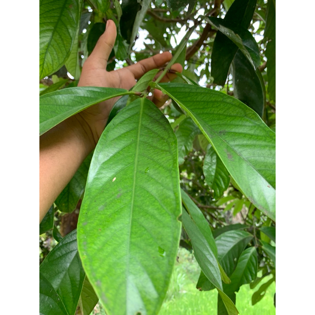 

Daun jamu jamaika segar produk alami petik langsung ready stok per 1kg