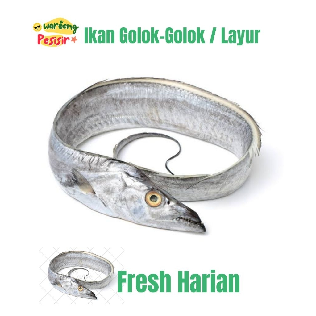 

IKAN LAYUR SEGAR HARIAN – DIJUAL PER KILOGRAM