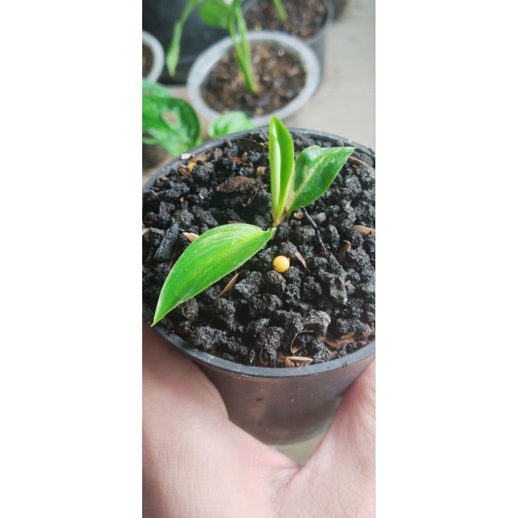 philodendron grenn congo Lokal  varigata