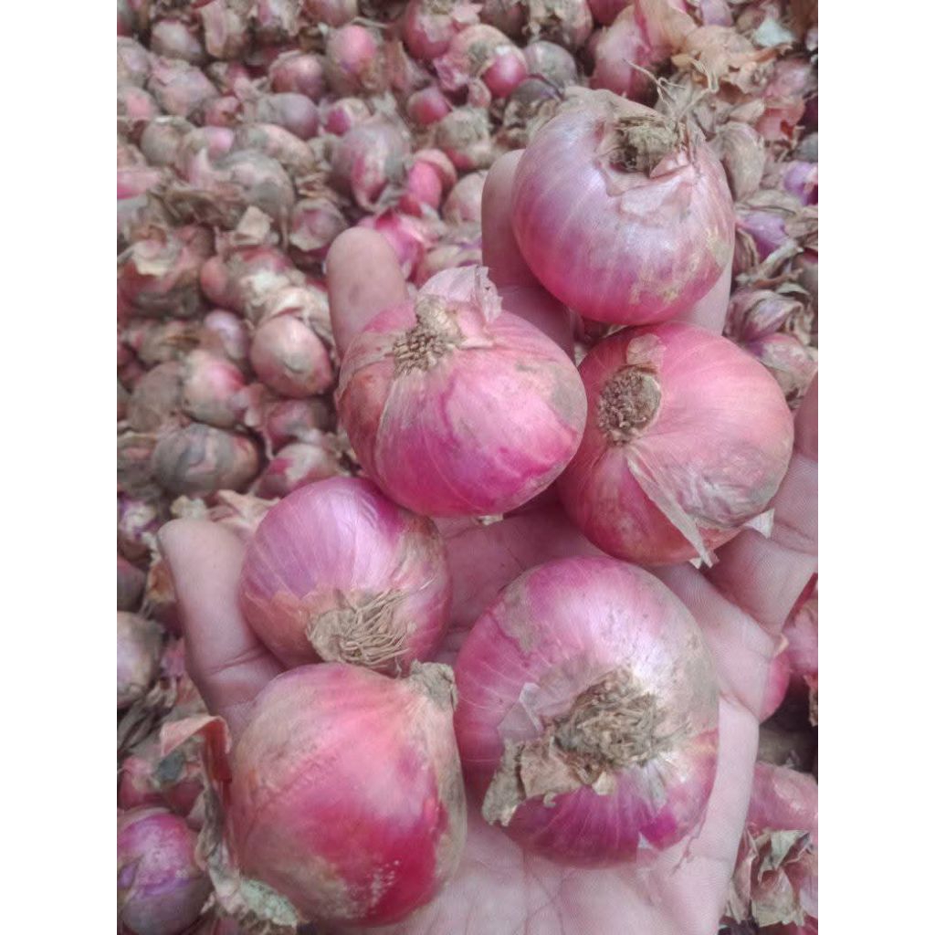

Bawang Merah Kering Asli Dari Garut (1kg) - Bawang Merah Super Kering Berkualitas - Bawang Merah Bumbu Masakan - Bawang Merah Goreng Kering Berkualitas