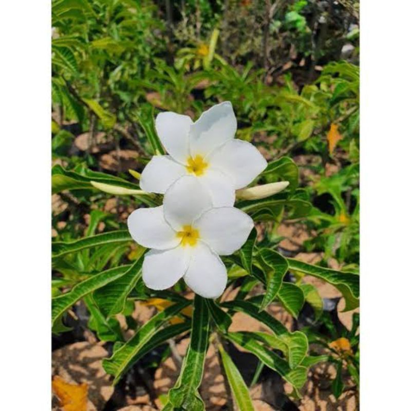 Plumeria pudica / kamboja pengantin putih/ pagoda putih /bibit tanaman hias bunga