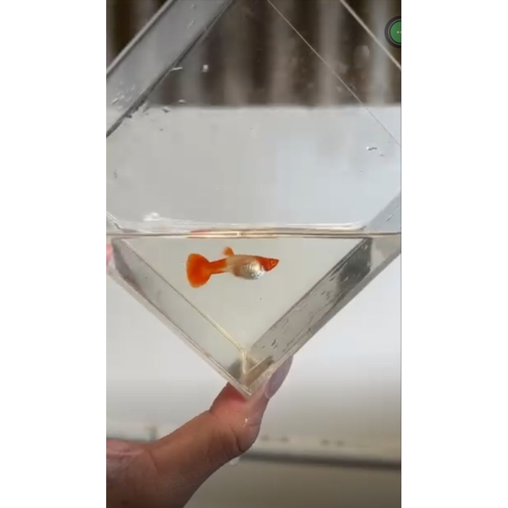 Ikan Hias Guppy Koi Albino Gen Red Ear