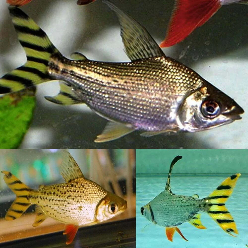 Ikan Hias YFF / Ikan Yellow Feifeng / Ikan Tankmate Predator