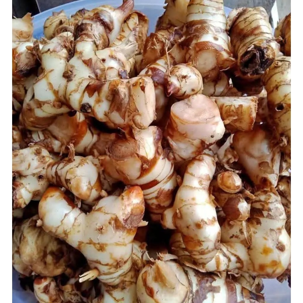 

lengkuas laos sayur fress perkilo gram