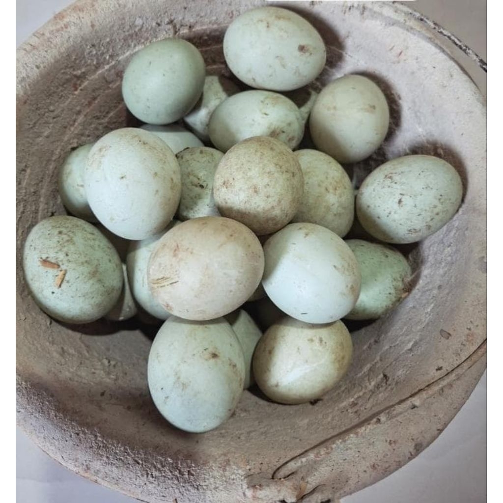 

Telur Bebek Organik (Ternak Rumahan) tinggi Omega 3
