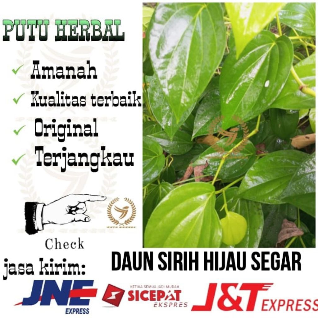 

daun sirih segar fresh | daun sirih hijau segar 100 lembar