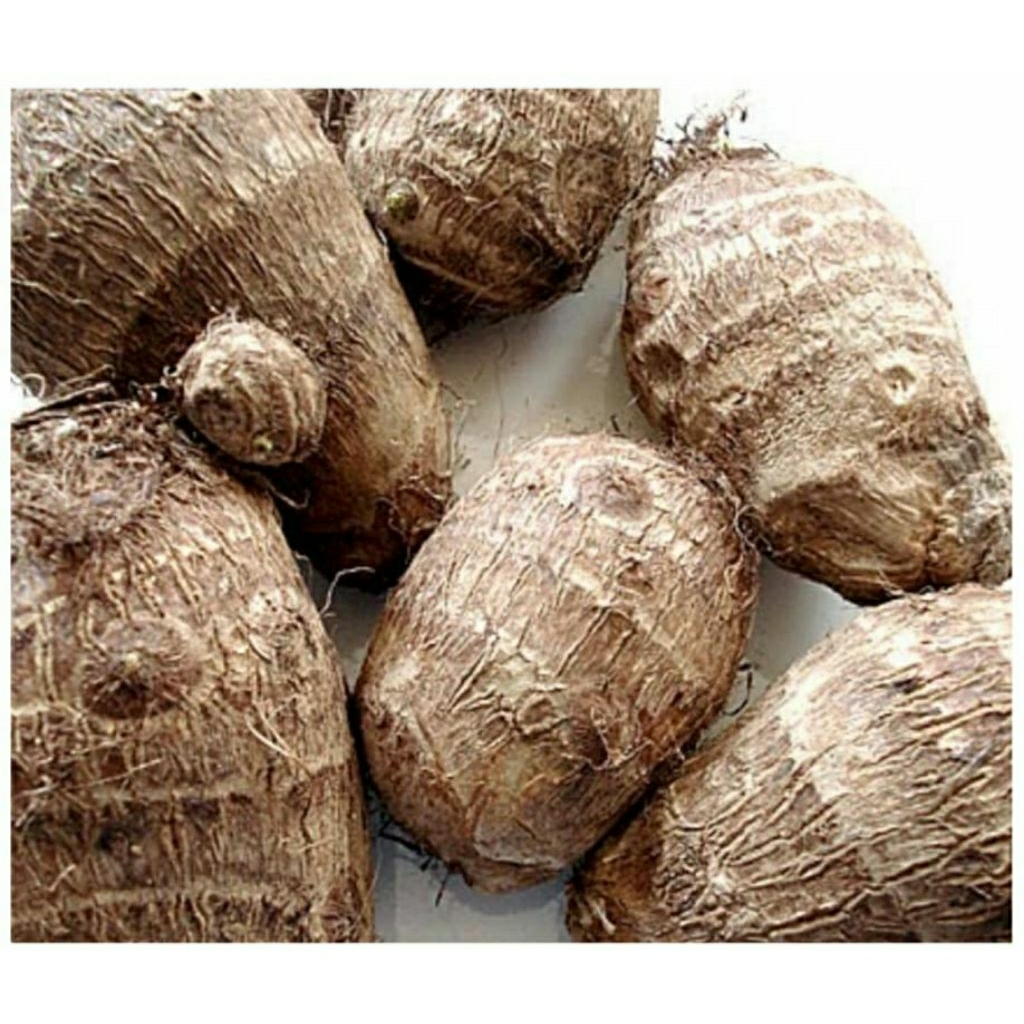 

Talas Jepang 1kg l Jbp_Fresh