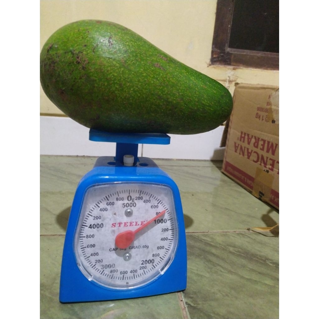 

alpukat mentega Muria besar 1kg 1si 2