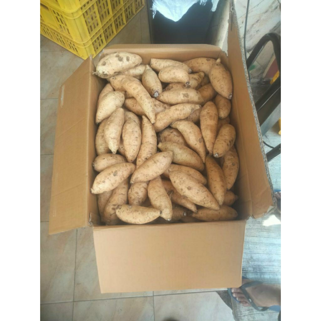 

10 kg ubi cilembu sedang (udang)