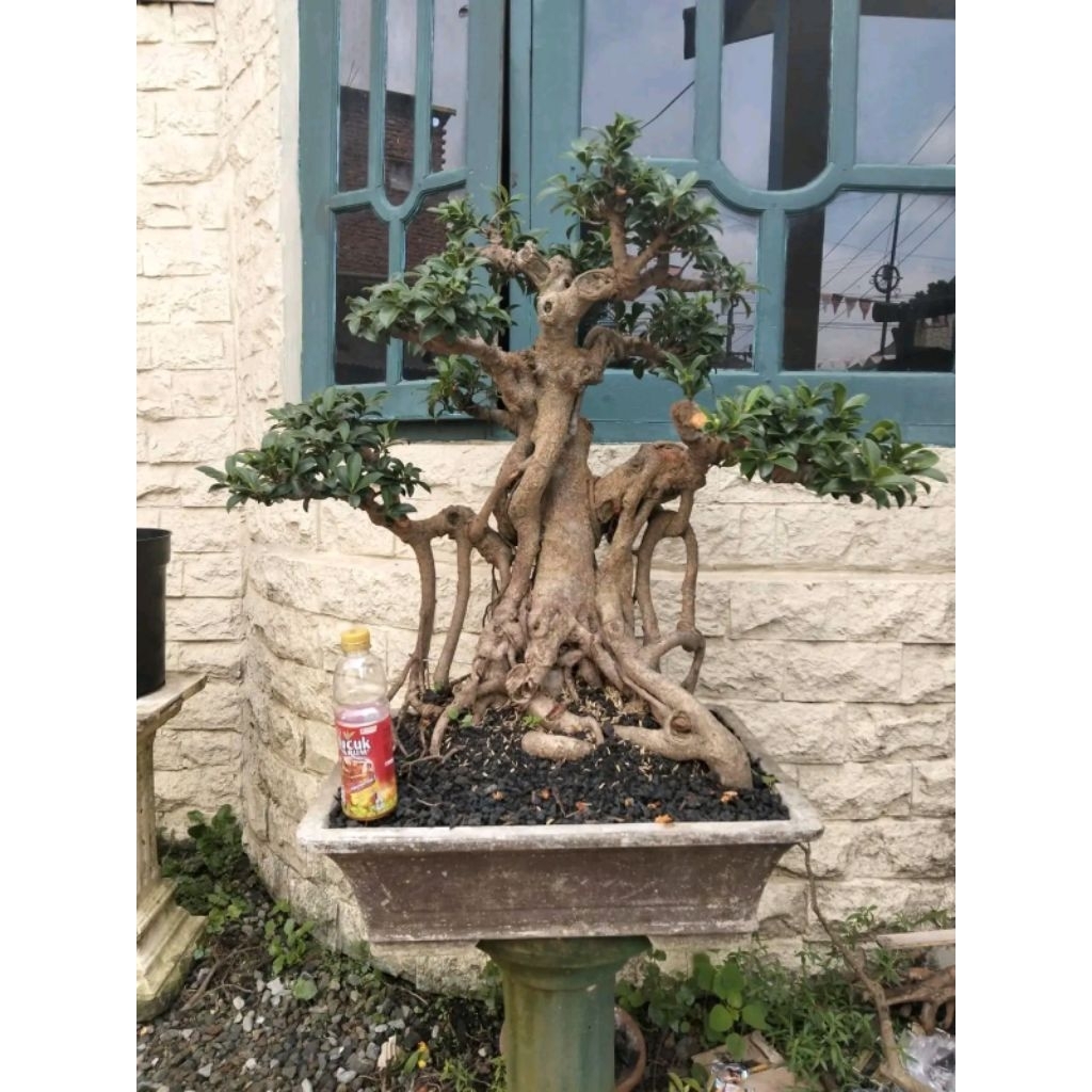 Tanaman hias bonsai ficus elegan