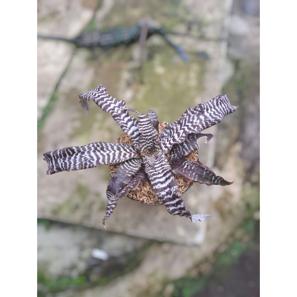 tanaman hias cryptanthus zonatus zebraa