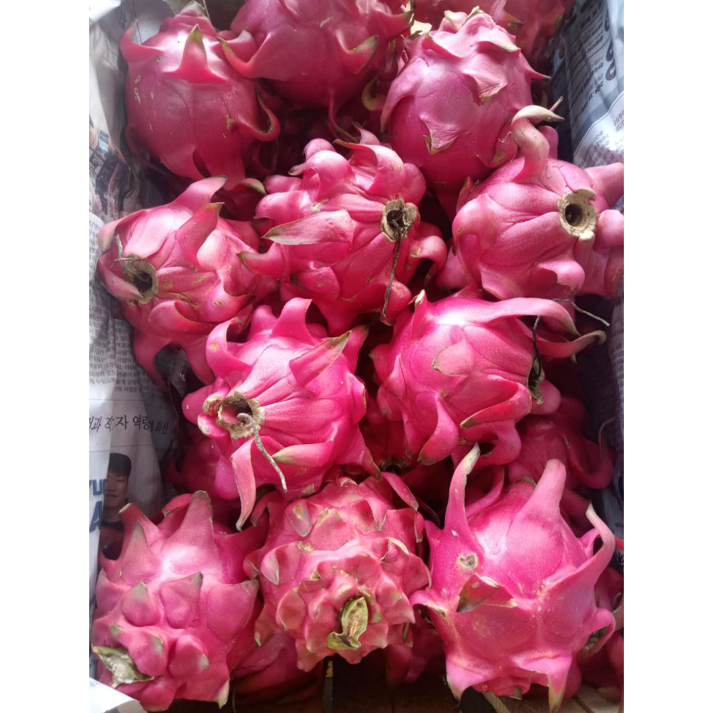

buah naga 1kg