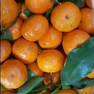 

JERUK SANTANG KECIL 1kg