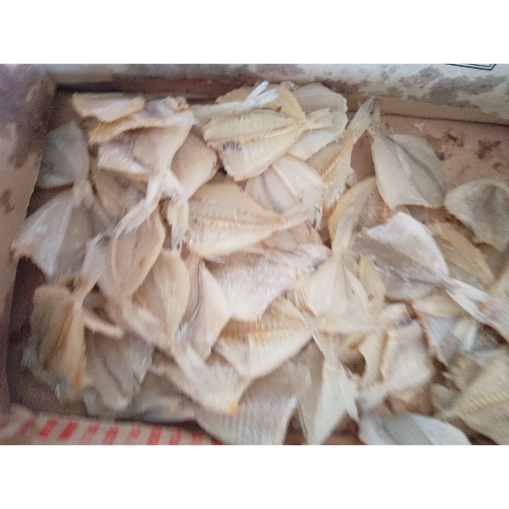 

ikan asin kapalan segar berkualitas