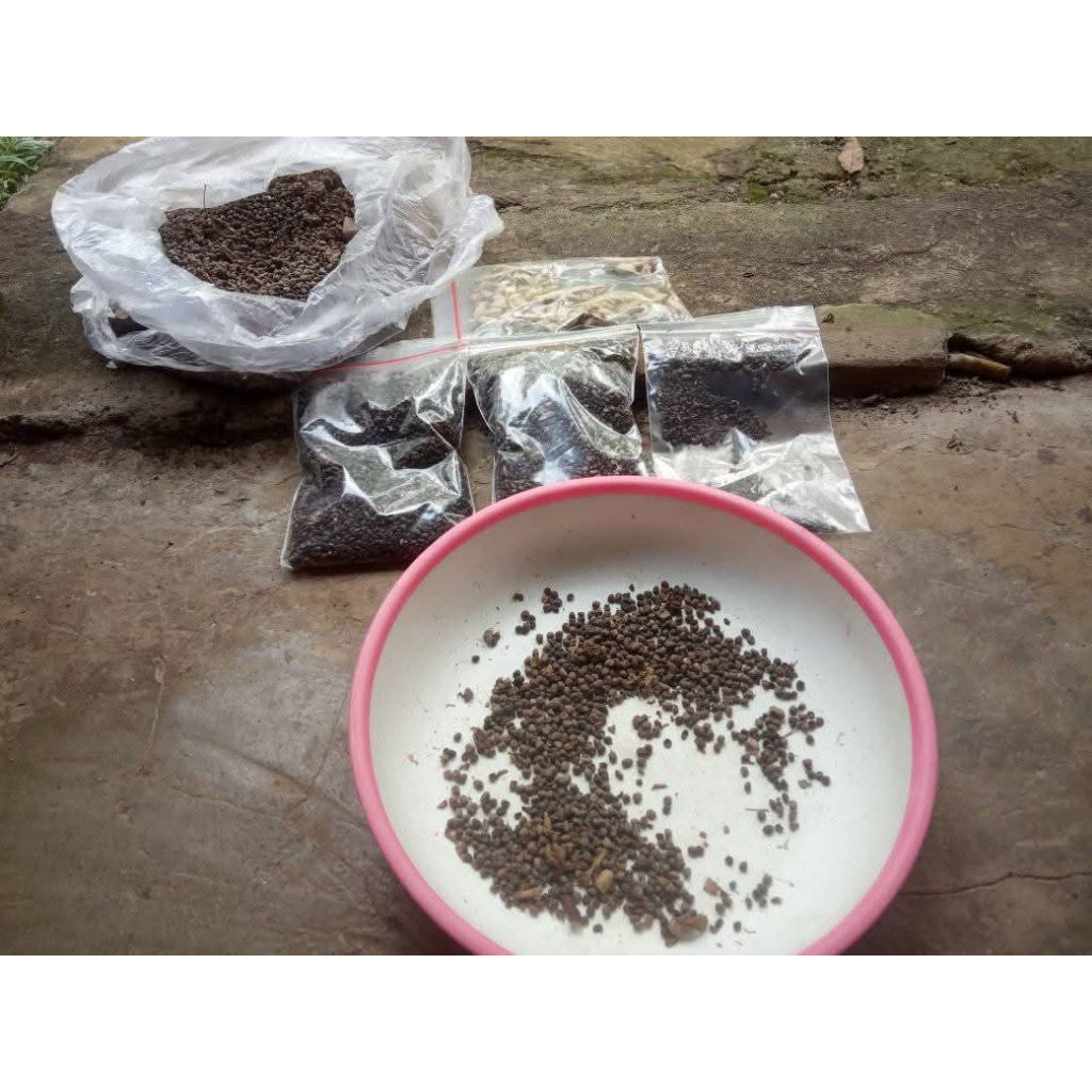 Bibit Kapulaga Hijau India Biji isi 1000 biji