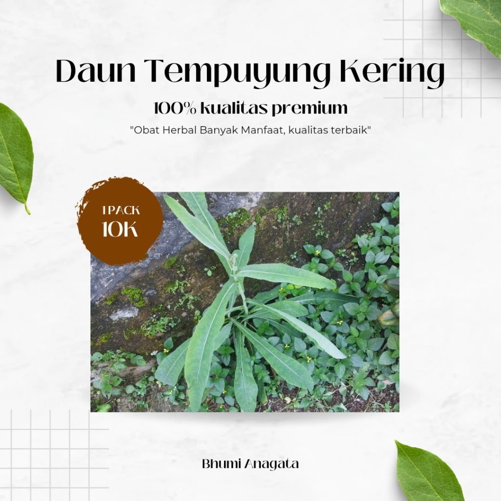 

Daun tempuyung kering kulitas premium obat herbal batu ginjal alami
