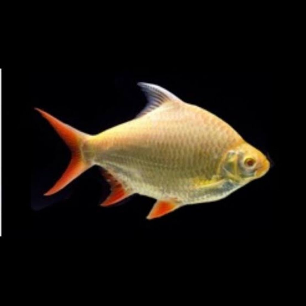 HIASAN AQUARIUM KAVIAT SIZE 12CM